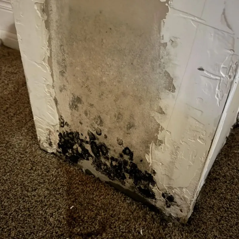 Professional Mold Removal in Lafayette County, MO